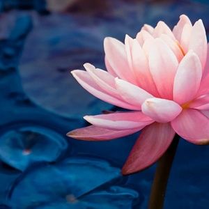 Meet your Posher, Vivien